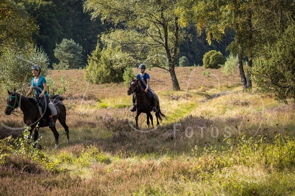 DdLH-WehlenerHeide_2025-09-20_82 | Fotografie, Veranstaltungs-Fotografie, Pferde-Fotografie, Landschafts-Fotografie, Reise-Fotografie - Realisiert mit Pictrs.com