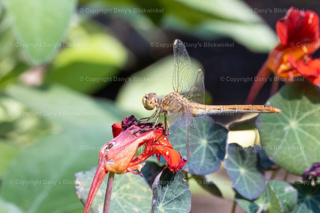 202022 | Tierfotografie, Tierkalender, Tierbilder, Insekten, Spinnen, Vögel, Schmetterling, Libellen, Leinwand, Colorkey, Qualität, Geschenkartikel, Geschenk - Realisiert mit Pictrs.com