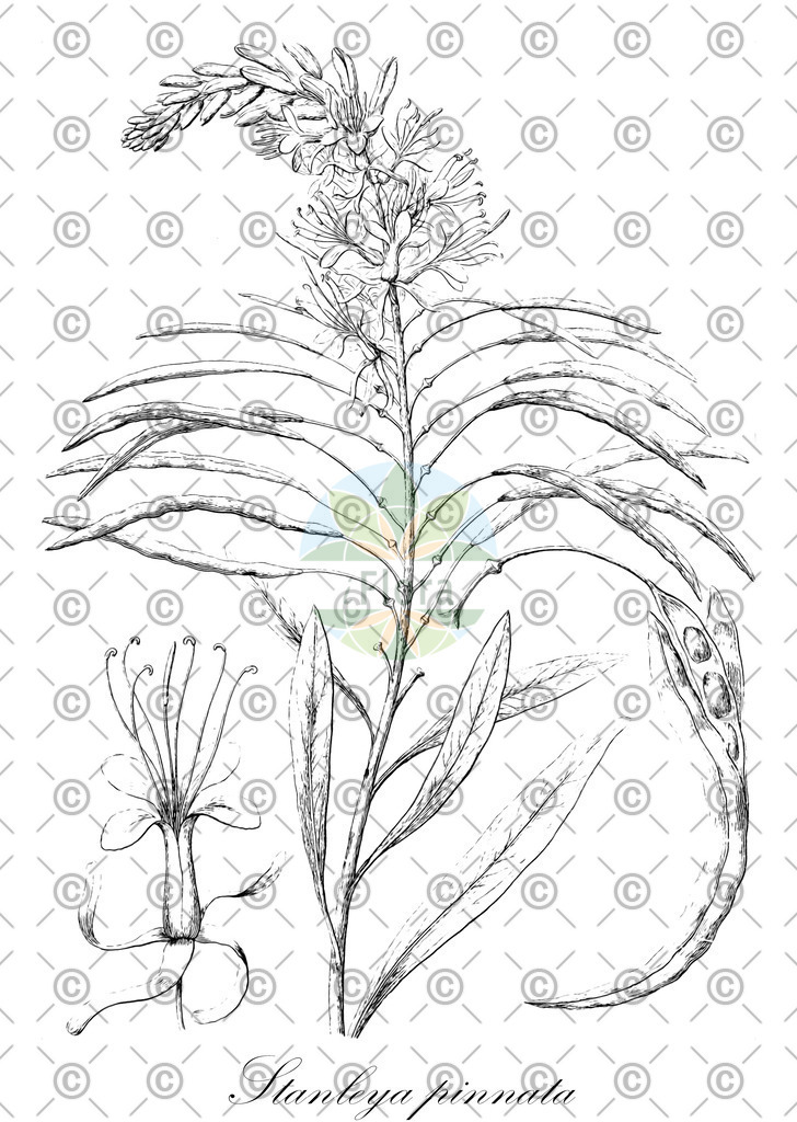 HistAbb_wfo-0000430934_1_ENZY_Simple | Historische Abbildung von Stanleya pinnata - Brassicaceae | Historical Illustration of Stanleya pinnata - Brassicaceae