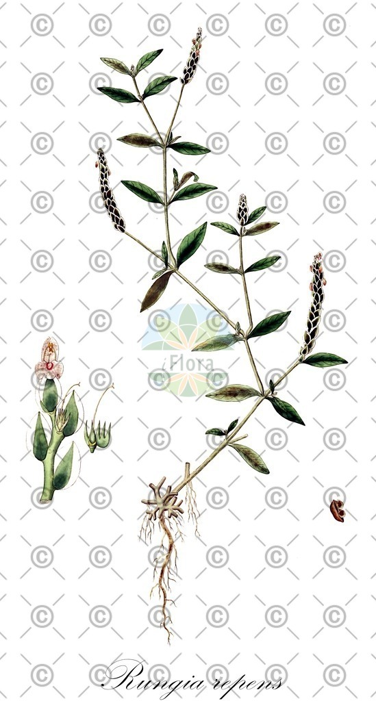 HistAbb_5113_5_FLORAD_SIMPLE | Historische Abbildung von Rungia repens - Acanthaceae | Historical Illustration of Rungia repens - Acanthaceae