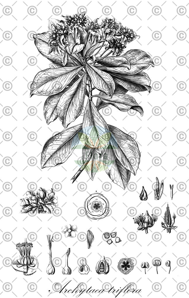 HistAbb_wfo-0000848400_1_ENZY_Simple | Historische Abbildung von Archytaea triflora - Bonnetiaceae | Historical Illustration of Archytaea triflora - Bonnetiaceae