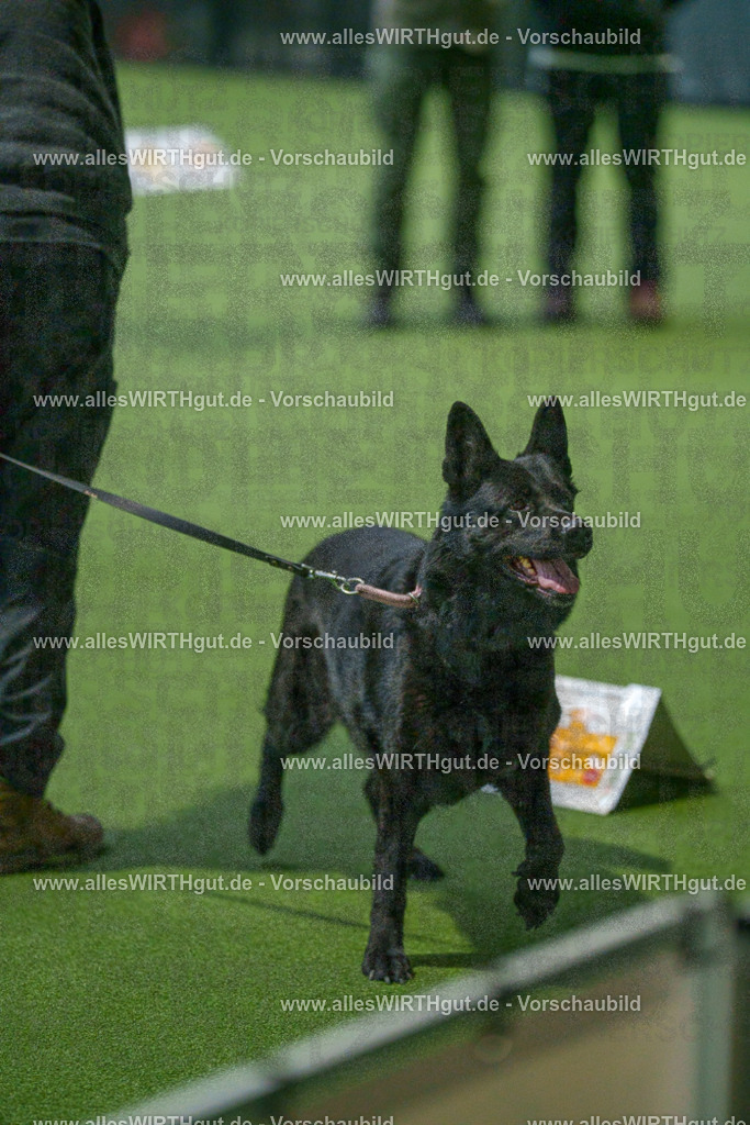 7R508114 | Professionelle Tierfotografie in Mönchengladbach von Daniel Wirth (allesWIRTHgut). Liebevolle & natürliche Bilder von Hunden & Katzen für unvergessliche Erinnerungen.