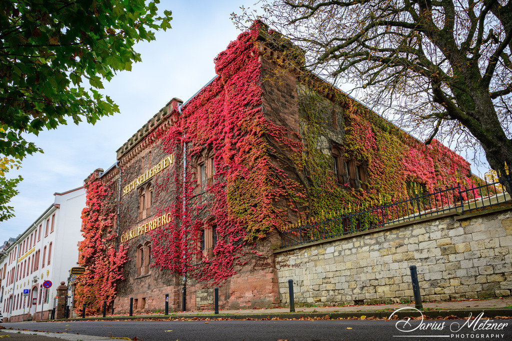 DSC_4728 | Fotografien, Fotos und Bilder aus Mainz, Frankfurt, Wiesbaden und anderen Orten auf der Welt - Fotografiert von Darius Metzner