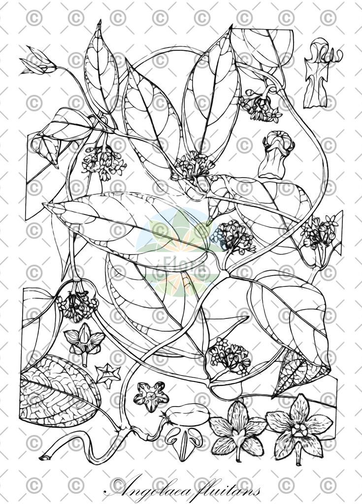 HistAbb_wfo-0000536542_561_ENZY_Simple | Historische Abbildung von Angolaea fluitans - Podostemaceae | Historical Illustration of Angolaea fluitans - Podostemaceae