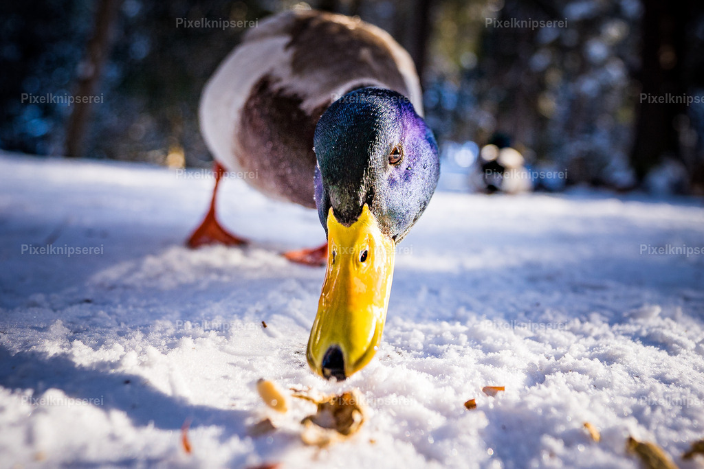 Daisy | Fotograf Tirol Imst Pixelknipserei - Realisiert mit Pictrs.com