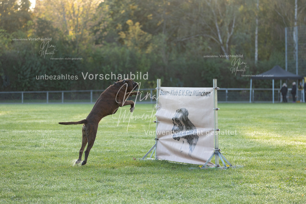 _16A6012 | Einzigartige Fotos von Hunden & Menschen –Actionfotos, Portraits, Vereinsaufnahmen & Paarshootings – authentisch, lebendig & mit Herz.