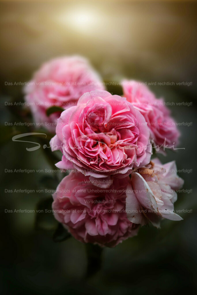 Wandbild Rosen | People- und Tierfotografie, Imageaufnahmen, Veranstaltungsfotografie und Wandbilder aus der Natur ★ Made in Germany ✔️ Druck + Downloads ✔️ Naturfotografie in Top Qualität ★ schneller Versand, weltweite Lieferung! - Realisiert mit Pictrs.com