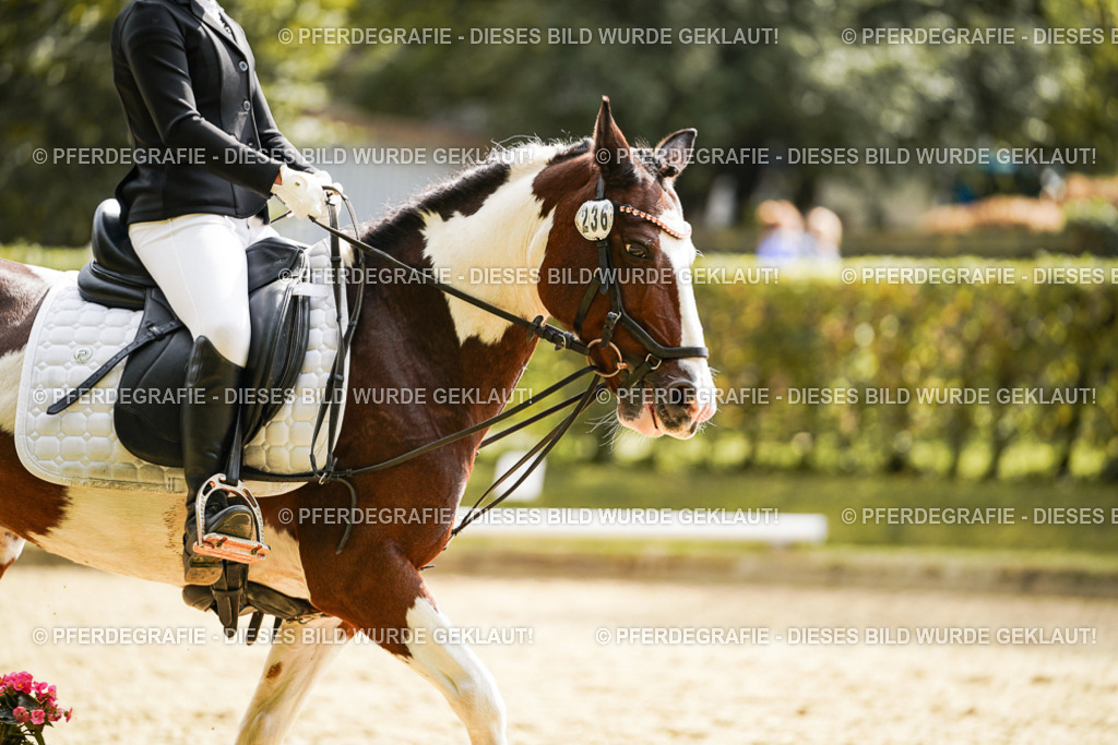 DSC01312 | Pferdegrafie