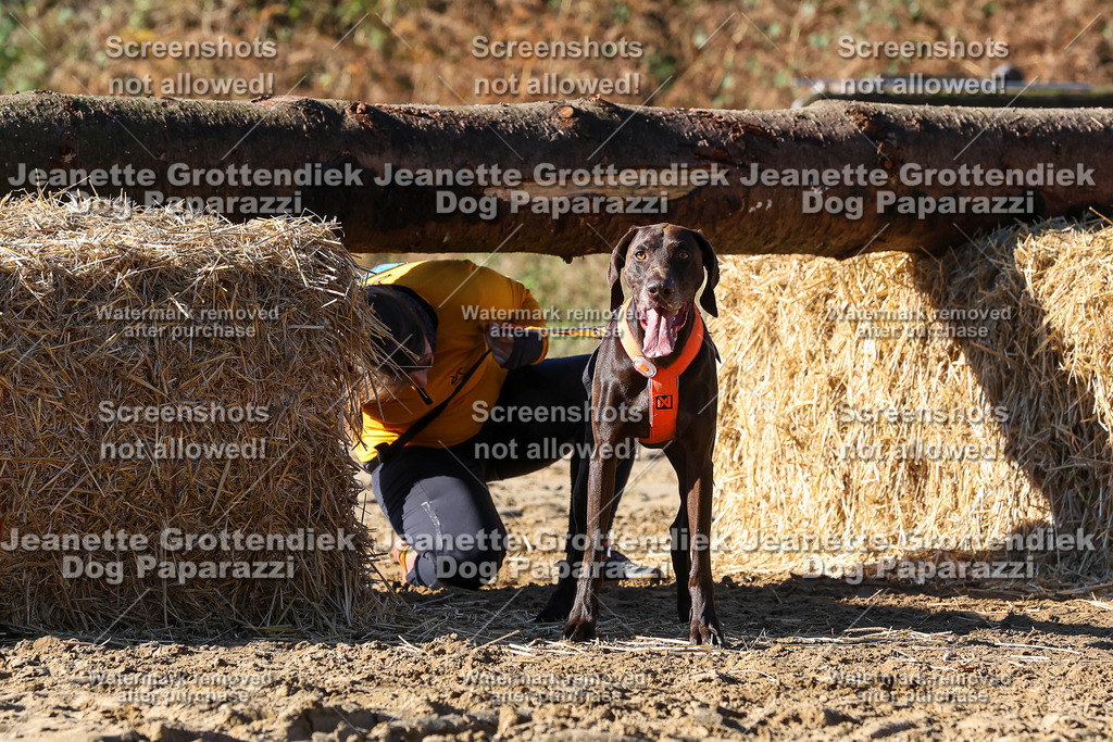 Dog Paparazzi - Strongdog 10-25-2286 | Dog Paparazzi Jeanette Grottendiek Fotografie & Videografie - Realisiert mit Pictrs.com