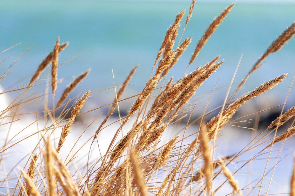 Wandbild: Maritime Leichtigkeit – Strandhafer im Küstenwind | Sanfte Farben und beruhigende Naturstrukturen – dieses Wandbild vermittelt die friedliche Atmosphäre eines Sommertages am Strand. Der Strandhafer im Vordergrund bringt eine natürliche Eleganz ins Motiv, während das Meer in der Unschärfe für eine sanfte Weite sorgt. Die warme Farbgebung und die ruhige Bildkomposition schaffen eine offene und entspannte Wirkung. - Realisiert mit Pictrs.com