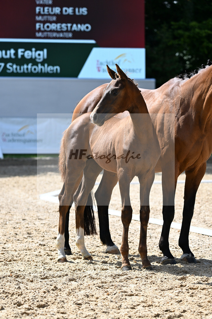 Kat-Nr. 17 Va Bene x Florestano_Feigl_29250593 | hf-fotografie - Realizzato con Pictrs.com