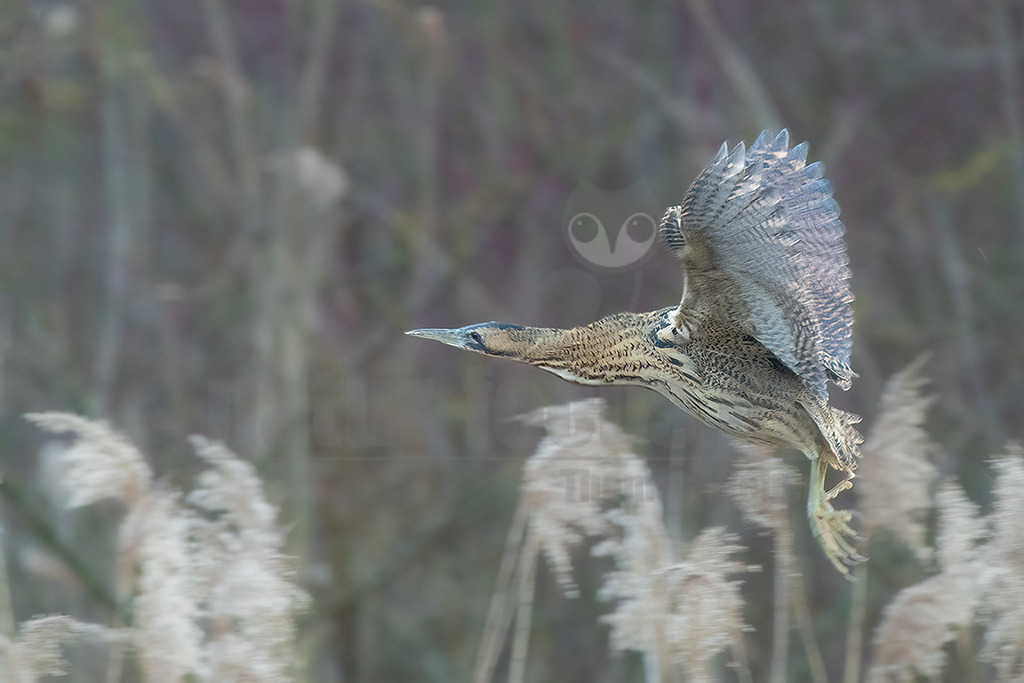 R6NF1108_20240110 | Die Rohrdommel ist ein Vogel aus der Familie der Reiher. Im Frühjahr geben die Männchen dumpfe Balzrufe von sich, die kilometerweit zu hören sind und der Rohrdommel früher die volkstümlichen Bezeichnungen Moorochse, Wasserochse, Riedochse und Mooskuh eingetragen haben. - Realisiert mit Pictrs.com