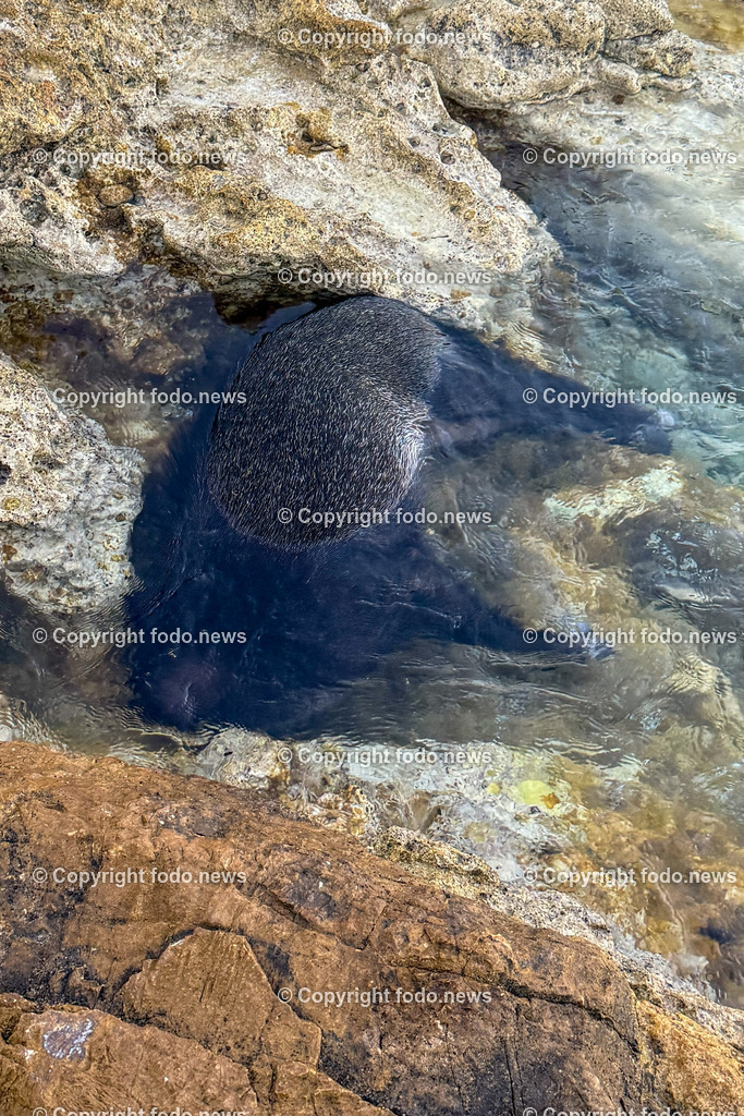Kroatien_ Milna_ Strand_ 28.07.2025-2 | 28.07.2025, Kroatien, HRV, Brac, Insel in Dalmatien, Milna im Bild Strand, Wildschwein, Kadaver, Meer, Adria, Gezeitenein vom Meer angespuelter Wildschweinkadaver liegt am Strand direkt vor der Splitska vrata bei einem Privathaus seit Tagen in der Sonne und stinkt schon. Keine Behoerde sieht sich zustaendig das Tier zu entfernen. 