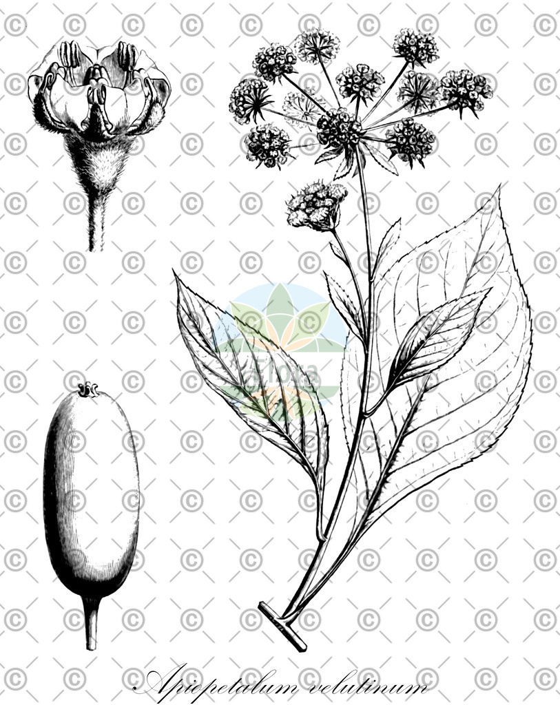 HistAbb_wfo-0001054179_1_ENZY_Simple | Historische Abbildung von Apiopetalum velutinum - Apiaceae | Historical Illustration of Apiopetalum velutinum - Apiaceae