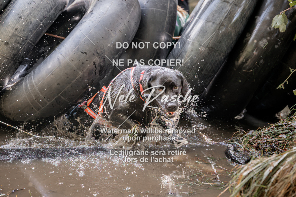 nelerasche_Hunsrück2026_Sa1400-1500_413 | nelerasche