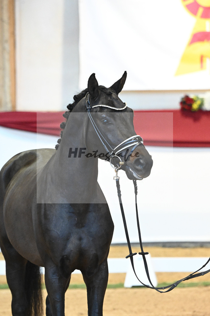 Kat-Nr. 37 Jovian x Lord Sinclair I_Meyer_43231946 | hf-fotografie - Realisiert mit Pictrs.com
