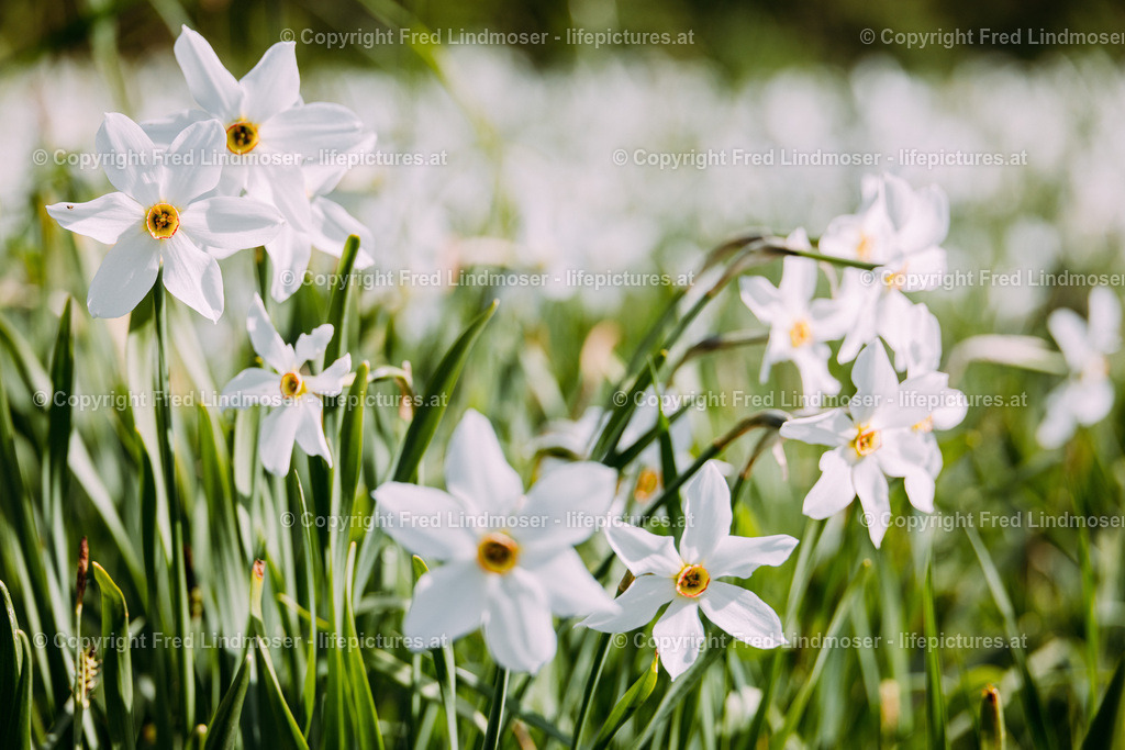 Narzissenbluete Mariazellerland 2022-7836 | Fotos und Fotoprodukte - Realisiert mit Pictrs.com