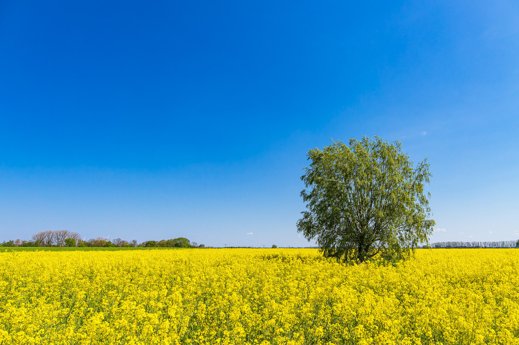 Blühendes Rapsfeld und Bäume bei Parkentin im Frühling | Blühendes Rapsfeld und Bäume bei Parkentin im Frühling.