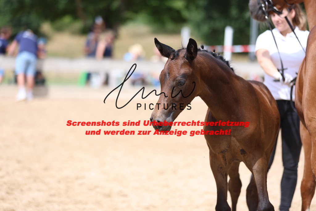 Fohlenschau_Schwäbisch_Hall_dressurbetonte_Fohlen_KN 12_4 | lmwpictures - Realisiert mit Pictrs.com