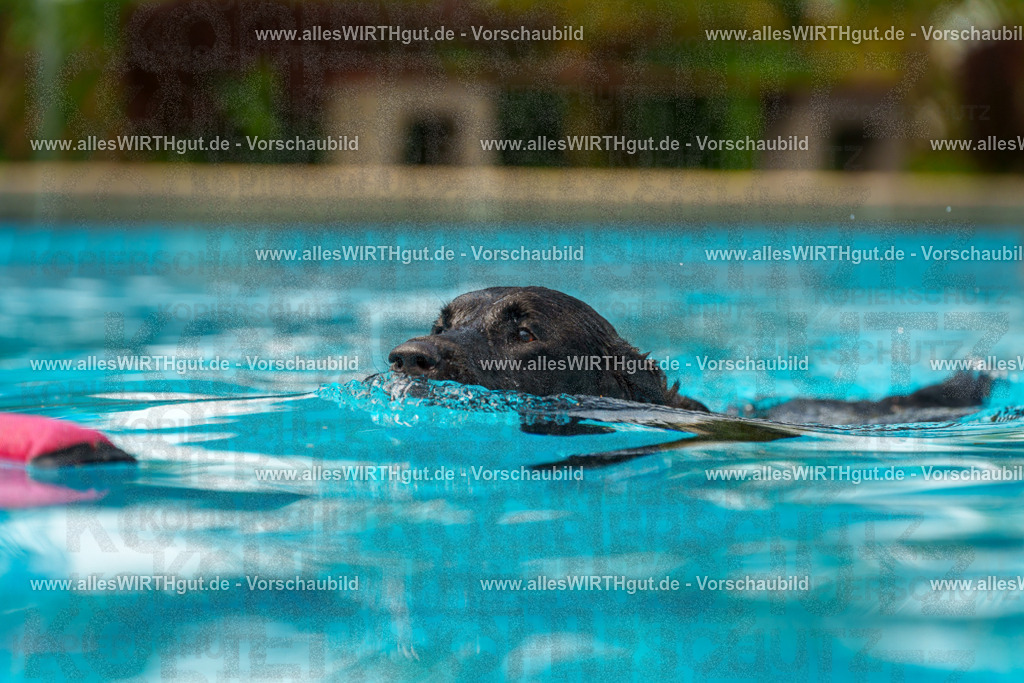 Hundeschwimmen_Grefrath_2026-allesWIRTHgut_Tierfotografie-11_27-7R503283 | Professionelle Tierfotografie in Mönchengladbach von Daniel Wirth (allesWIRTHgut). Liebevolle & natürliche Bilder von Hunden & Katzen für unvergessliche Erinnerungen.
