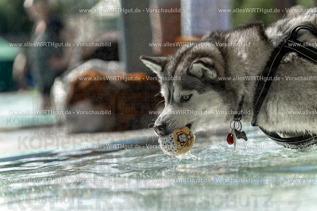 Hundeschwimmen_Volksbad_2026-allesWIRTHgut_Tierfotografie-2609061354-7R500956 | Professionelle Tierfotografie in Mönchengladbach von Daniel Wirth (allesWIRTHgut). Liebevolle & natürliche Bilder von Hunden & Katzen für unvergessliche Erinnerungen.
