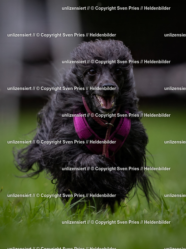 Sven Pries | 2024-10-19 - Hunderennen Ober-Grombach - Realisiert mit Pictrs.com