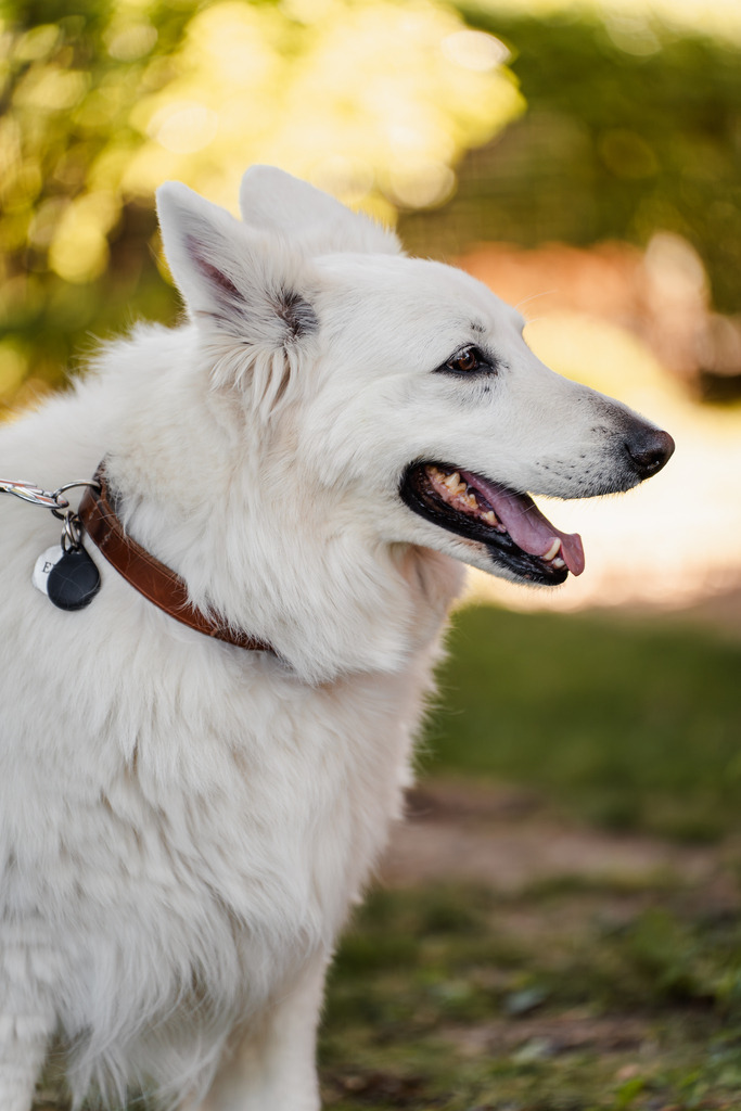 20260426-211 | MuT (Mensch und Tier) mit Mona - Fotografie und Tierkommunikation - Realisiert mit Pictrs.com