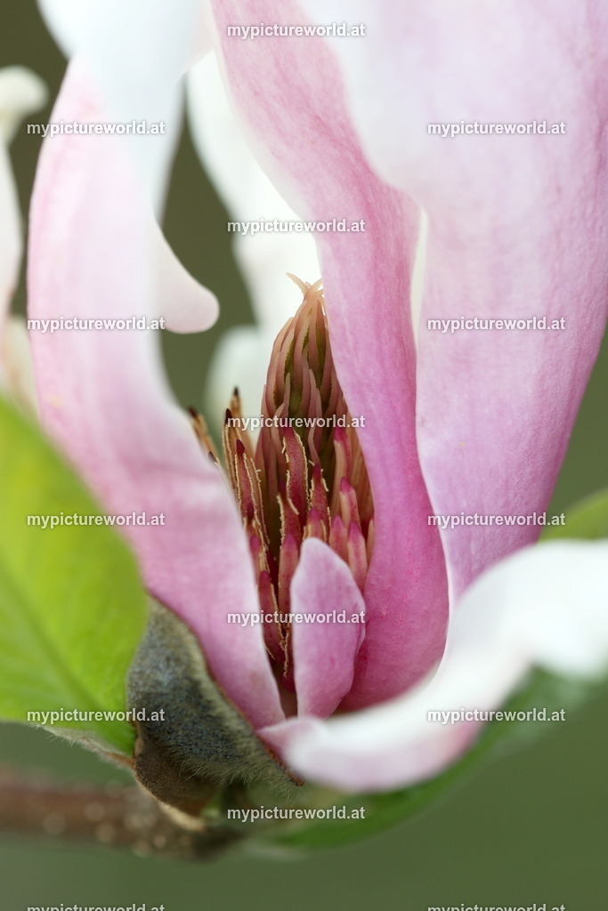 Tulpen-Magnolie-010 | Das Bilderarchiv über Tiere, Planzen und Landschaften. In der Bilddatenbank finden Sie ein große Auswahl an hochwertigen Bilder für Ihre Werbung - Realisiert mit Pictrs.com