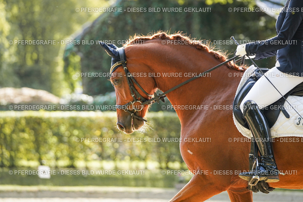 DSC07313 | Pferdegrafie