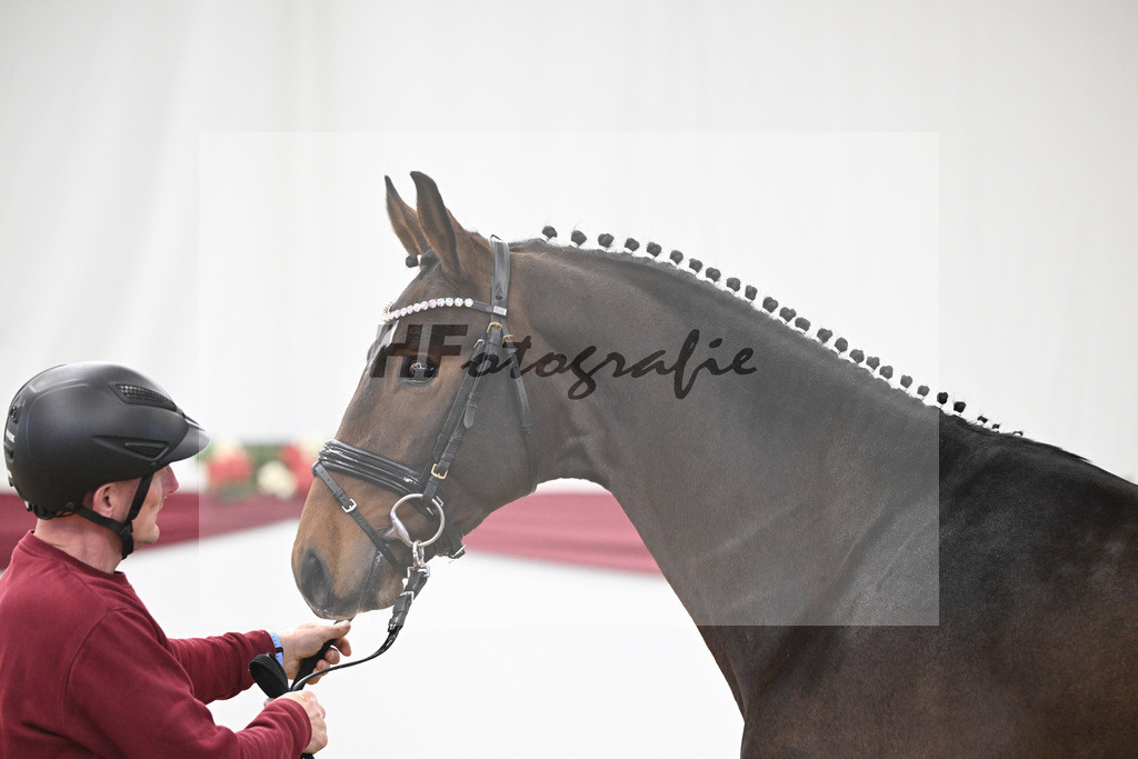 Kat-Nr. 35 Va Bene x San Amour I_Gestuet Greim_47251195 | hf-fotografie - Realisiert mit Pictrs.com