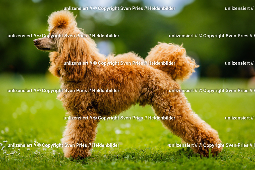 Sven Pries | 2025-05-29 - Pudelrennen KA-Durlach - Realisiert mit Pictrs.com