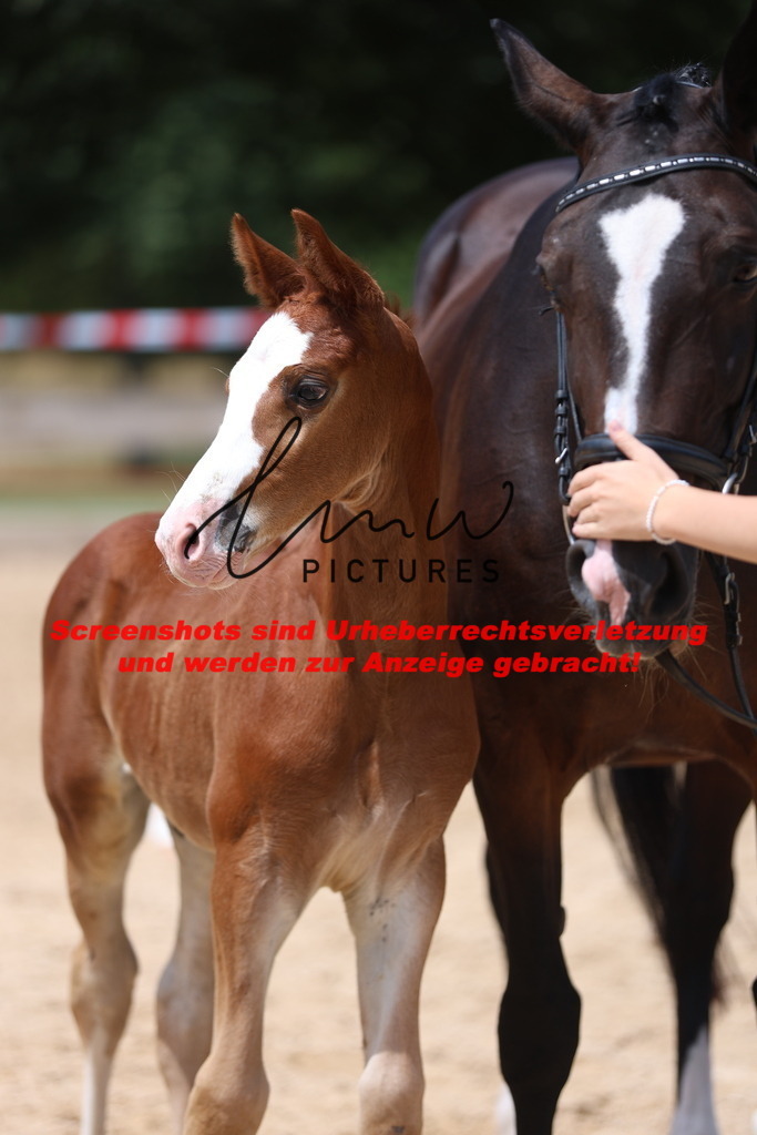 Fohlenschau_Schwäbisch_Hall_springbetonte_Fohlen_KN 21_8 | lmwpictures - Realisiert mit Pictrs.com