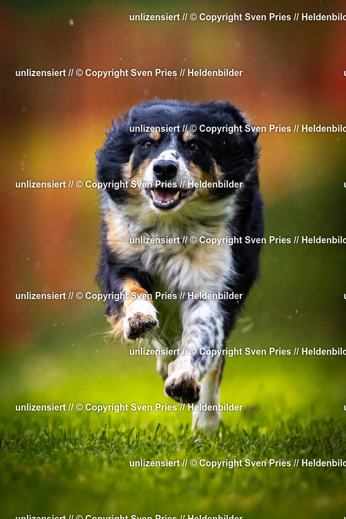 Sven Pries | 2025-09-21 - Hunderennen Baden-Oos - Realisiert mit Pictrs.com