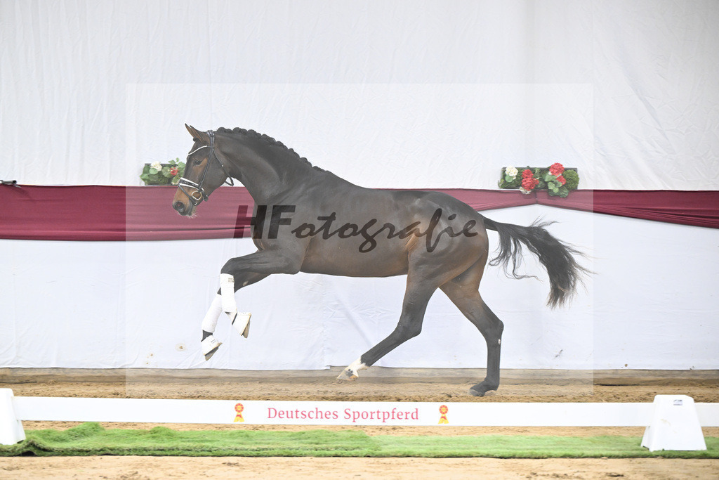 Kat-Nr. 139 Escolar x Rubin-Royal_2M2 Horese I Bastad AB_47250341 | hf-fotografie - Realisiert mit Pictrs.com