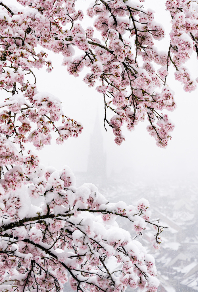 Berner Münster framed by cherry flowers in snow | Die ideale Geschenkidee für Naturliebhaber. Naturbilder von Marcel Gross Photography für ihr Zuhause in den verschiedensten Formaten und Materialien. - Realisiert mit Pictrs.com