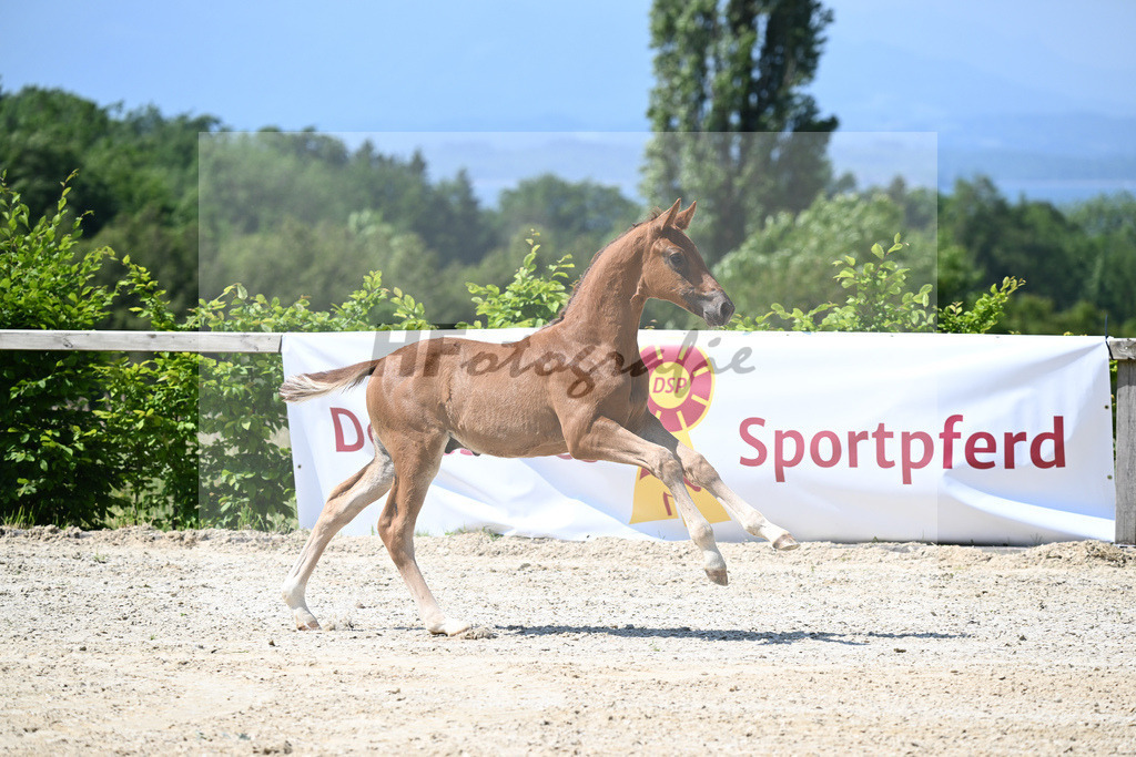 Kat-Nr. 8 HF DSP Feliciano_Niedermair_15230193 | hf-fotografie - Realizzato con Pictrs.com