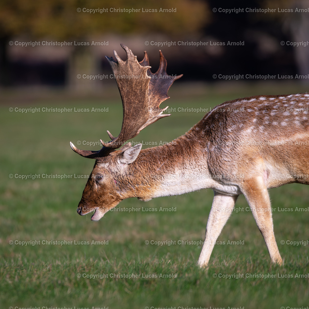 Damhirsch | bildkomponist - Realisiert mit Pictrs.com