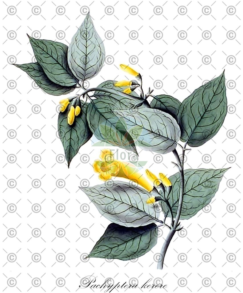 HistAbb_wfo-0001219022_1_ENZY_Simple | Historische Abbildung von Pachyptera kerere - Bignoniaceae | Historical Illustration of Pachyptera kerere - Bignoniaceae