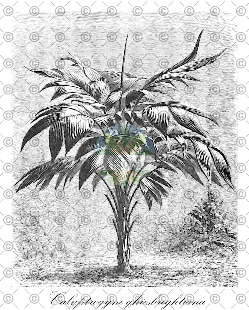 HistAbb_EMP_18945_SRC_Schlechtendal_FLORAD_SIMPLE | Historische Abbildung von Calyptrogyne ghiesbreghtiana - Arecaceae | Historical Illustration of Calyptrogyne ghiesbreghtiana - Arecaceae