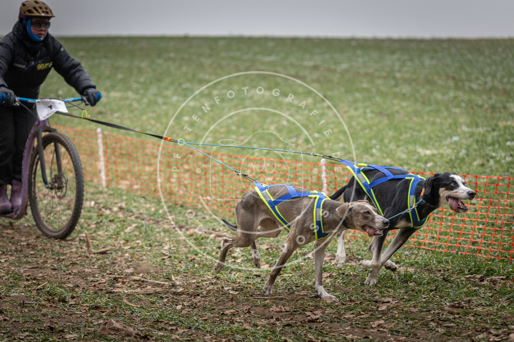 Pfotenfotografie_DV3A2146 | Hundefotografie, Tierfotograf, Pfotenfotografie, Fotoshooting Hund, Hunde Portrait, Hundesport, Hundeportraits, Heideshooting, Hunde, Sportfotograf, Hundefotograf, Turnierhundsport, THS,  - Realisiert mit Pictrs.com