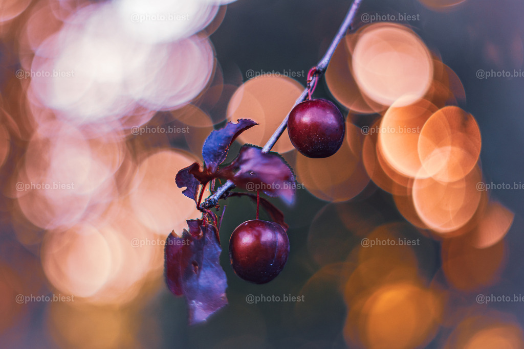 IMGC7014 | photobiest - Realisiert mit Pictrs.com