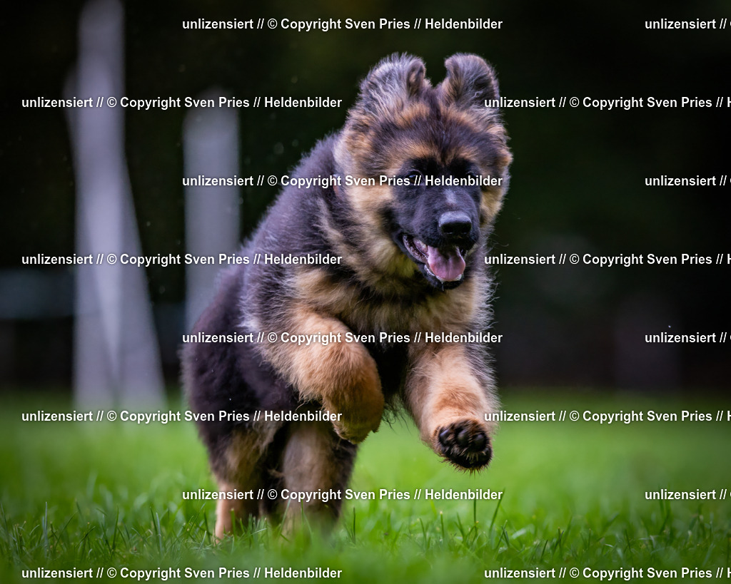 Sven Pries | 2024-10-19 - Hunderennen Ober-Grombach - Realisiert mit Pictrs.com