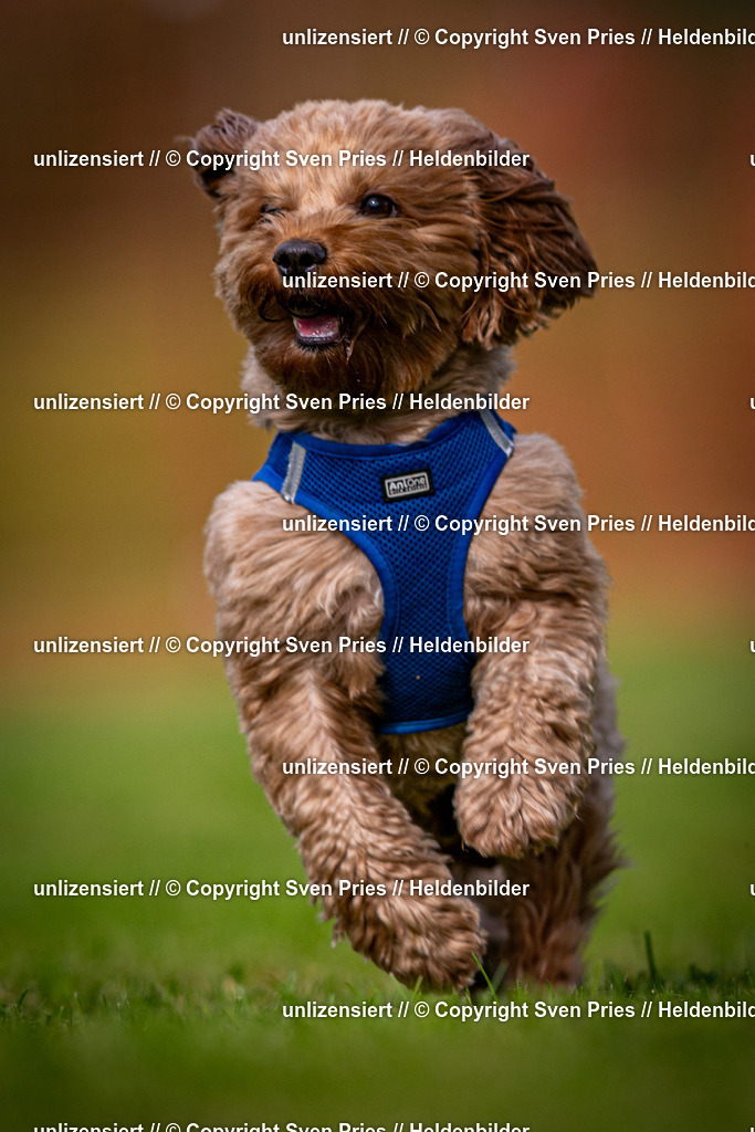 Sven Pries | 2024-09-22 - Hunderennen Baden-BadenPudelverein - Realisiert mit Pictrs.com