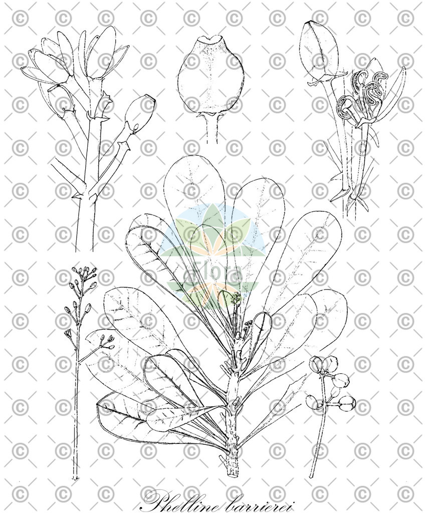 HistAbb_EMP_26113_1_SIMPLE | Historische Abbildung von Phelline barrierei - Phellinaceae | Historical Illustration of Phelline barrierei - Phellinaceae