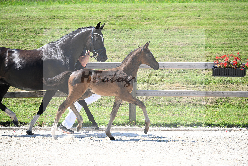 Kat-Nr. 24 Va Bene x Dante Weltino_HF_Winklmaier_24250568 | hf-fotografie - Realisiert mit Pictrs.com