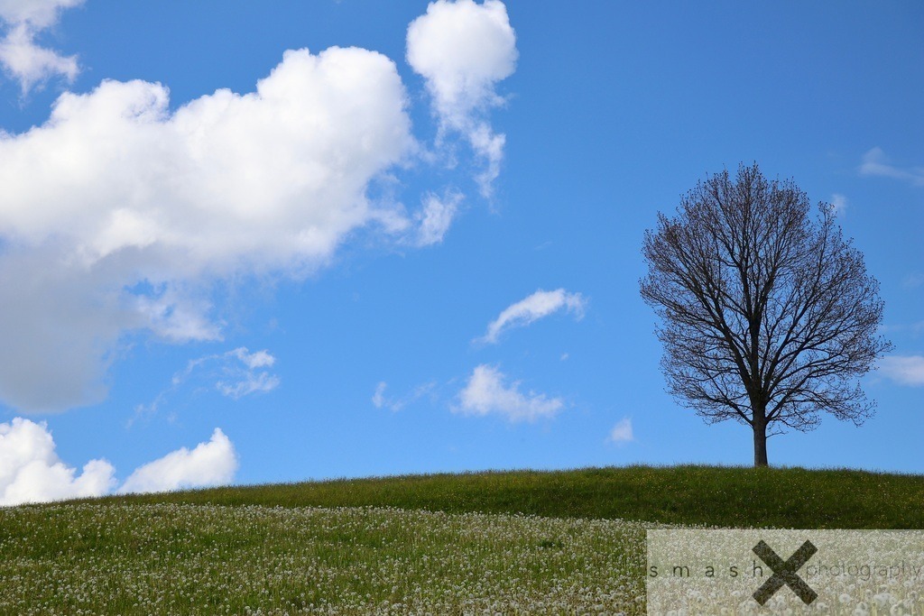 Awakening of Spring 02 | St.Gallen (Switzerland/Schweiz)