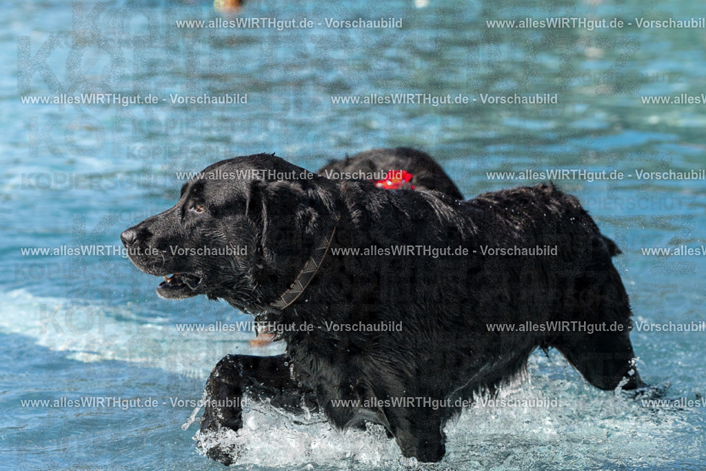 Hundeschwimmen_Volksbad_2026-allesWIRTHgut_Tierfotografie-2609061159-FAY06348 | Professionelle Tierfotografie in Mönchengladbach von Daniel Wirth (allesWIRTHgut). Liebevolle & natürliche Bilder von Hunden & Katzen für unvergessliche Erinnerungen.