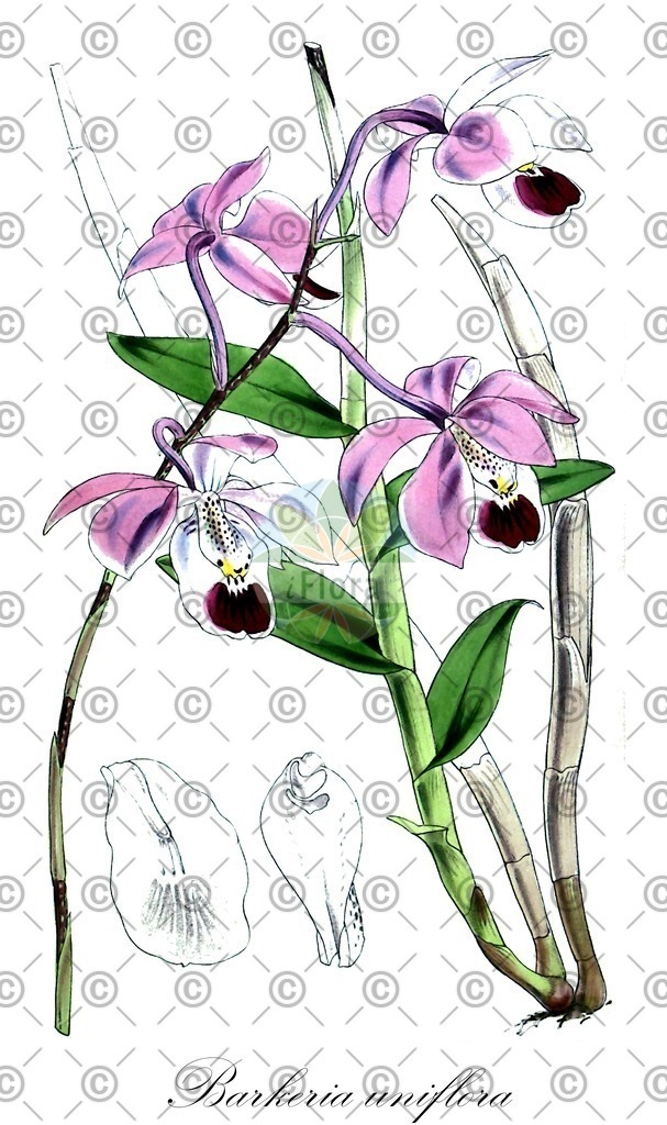 HistAbb_wfo-0000317565_2_ENZY_Simple | Historische Abbildung von Barkeria uniflora - Orchidaceae | Historical Illustration of Barkeria uniflora - Orchidaceae