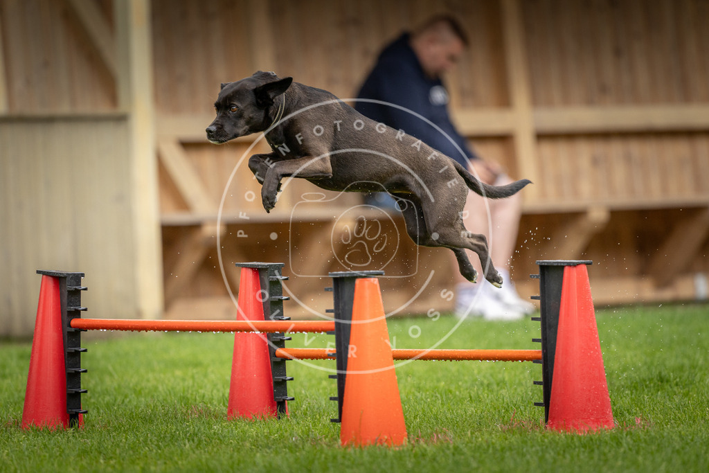 Pfotenfotografie_DV3A5316 | Hundefotografie, Tierfotograf, Pfotenfotografie, Fotoshooting Hund, Hunde Portrait, Hundesport, Hundeportraits, Heideshooting, Hunde, Sportfotograf, Hundefotograf, Turnierhundsport, THS,  - Realisiert mit Pictrs.com
