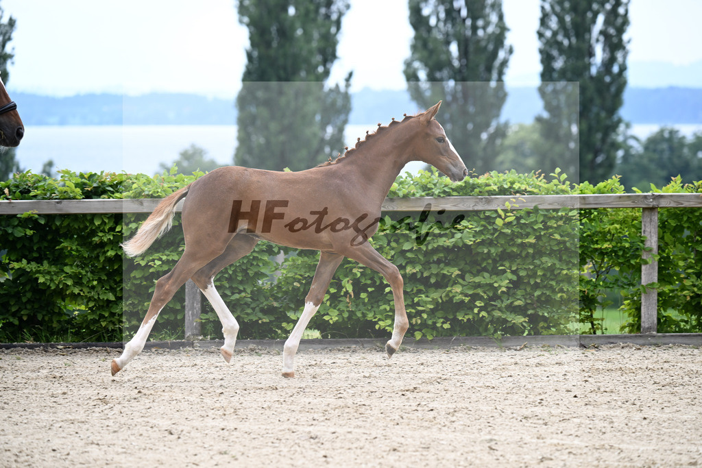 Kat-Nr. 3 Bastiano x Danone I_SF_Moser u Schuhmann_14250081 | hf-fotografie - Realisiert mit Pictrs.com